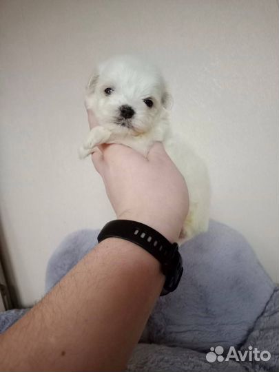 Мальтипу мини