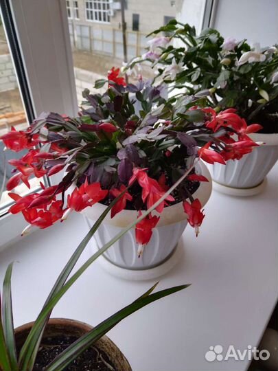 Декабрист красный, белый, розовый два вида