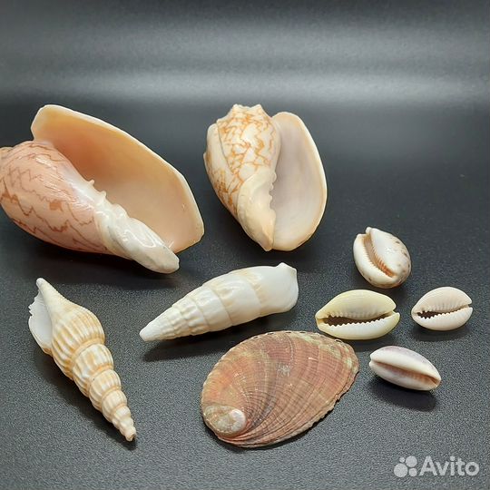 Морские раковины