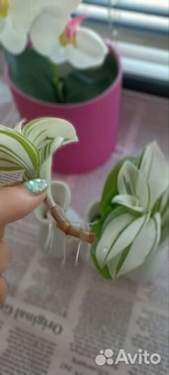 Традесканция кудрявая