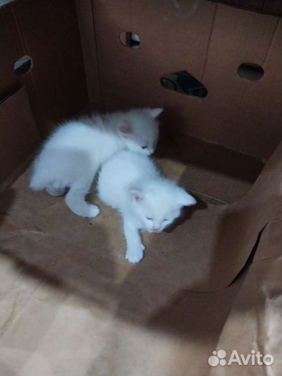 Турецкая ангора