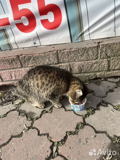 Найдена кошка