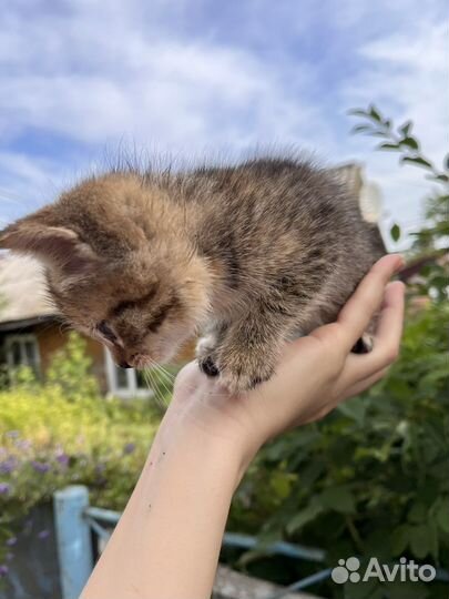 Котята бесплатно