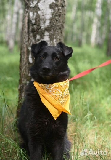 Собака в добрые руки