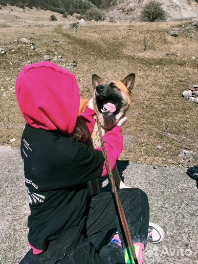 Выгул собак/Зооняня/Догситтер