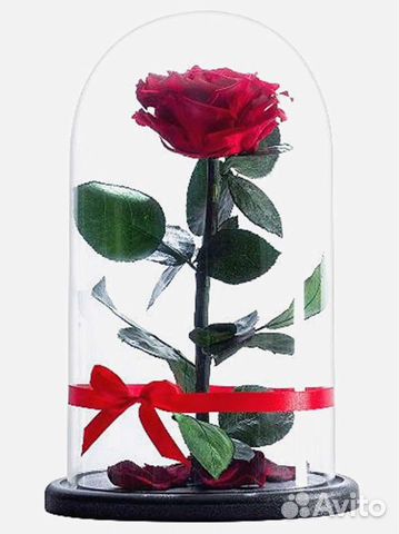 Живая роза в колбе