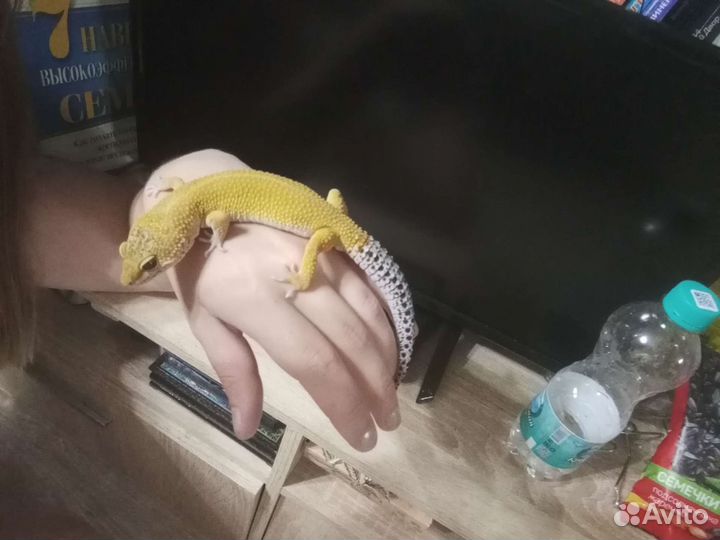 Геккон эублефар ящерица питомец