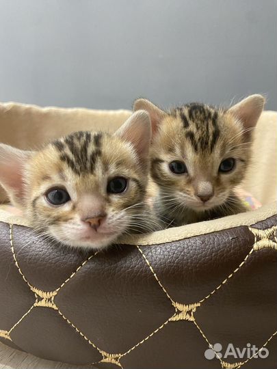 Бенгальские котята