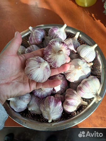 Чеснок озимый