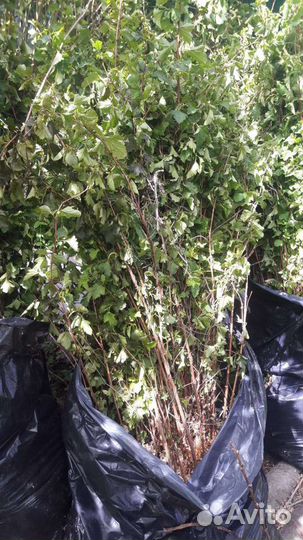 Пузыреплодник зеленый