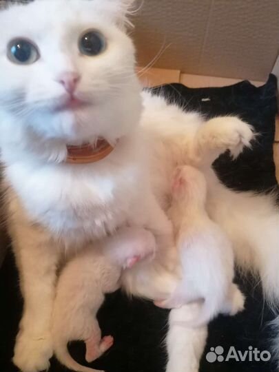 Котята турецкой ангоры