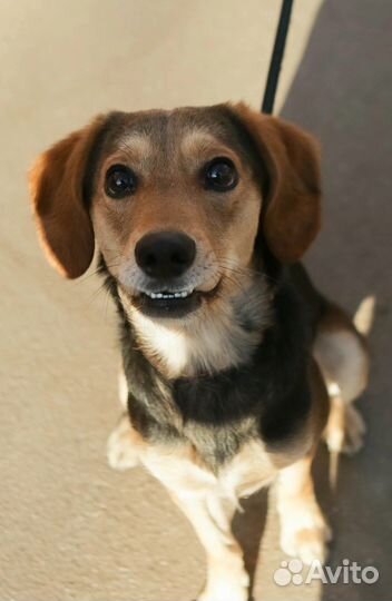 Собака в добрые руки отдам бесплатно