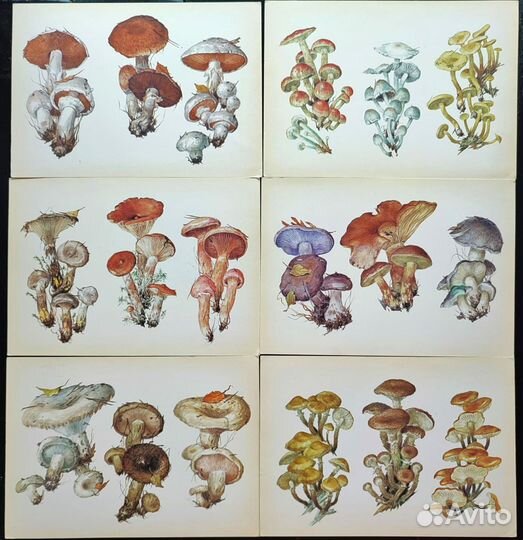 Винтажные ботанические открытки грибы