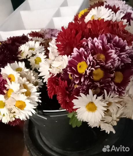 Цветы садовые дубок хрезантемный