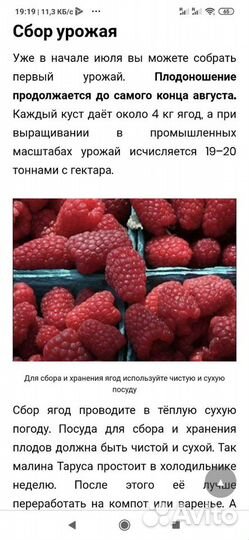 Малиновое дерево Таруса(саженцы)