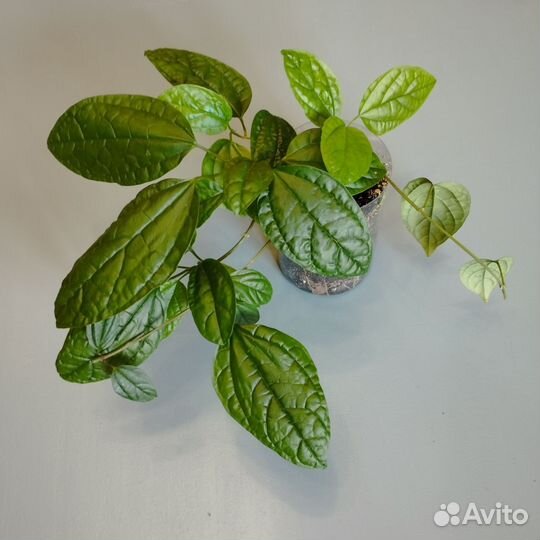 Клеродендрум, сциндапсус