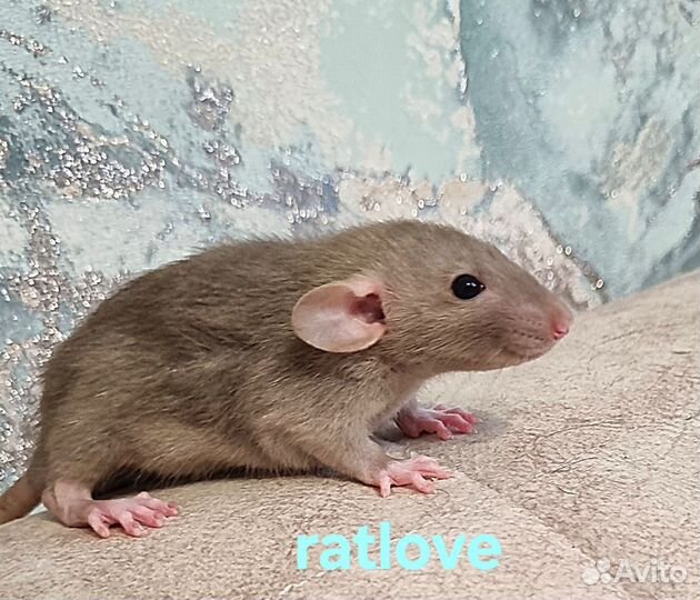 Крысята дамбо мальчики питомник