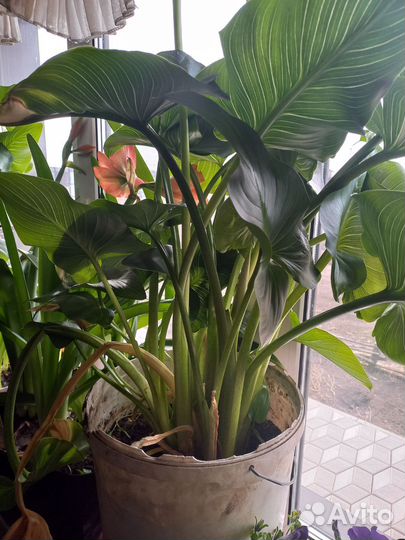 Комнатные цветы