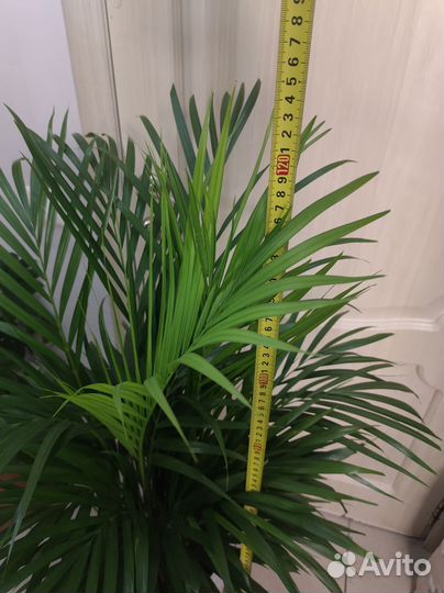 Пальма арека дипсис хризолидокарпус в кашпо