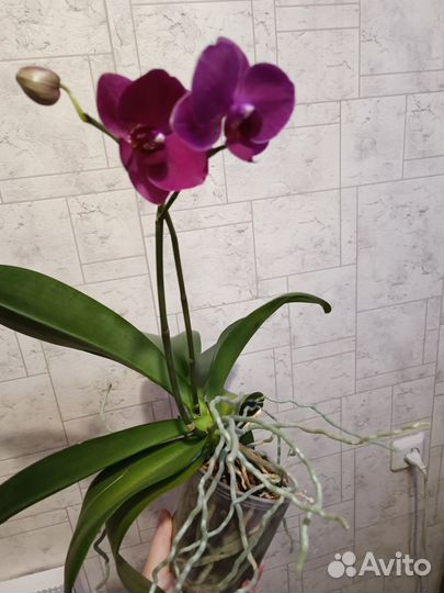 Орхидея фаленопсис