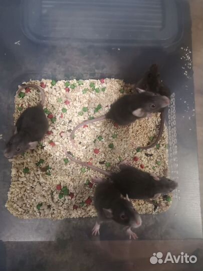 Продам крысят