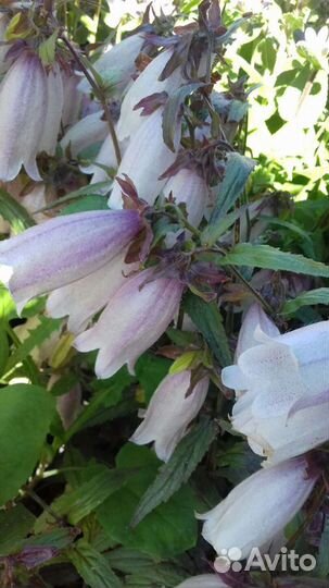 Многолетники