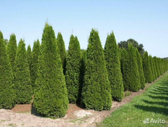 Туя 220 см