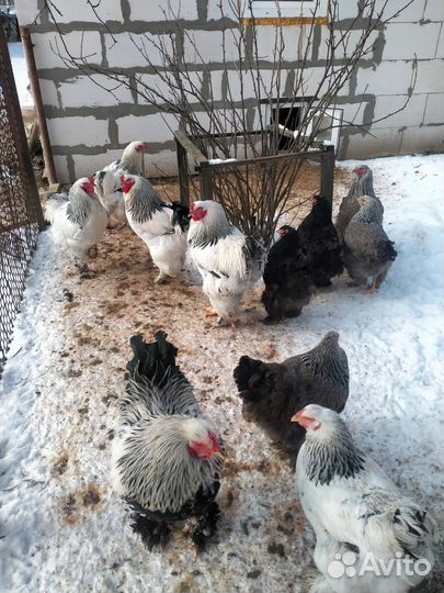 Инкубационное яйцо кур Брама