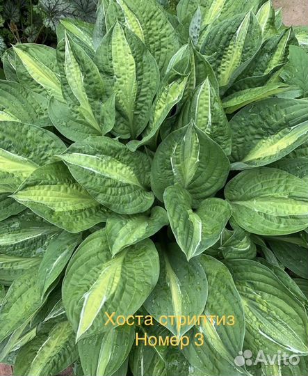 Хоста готовый куст