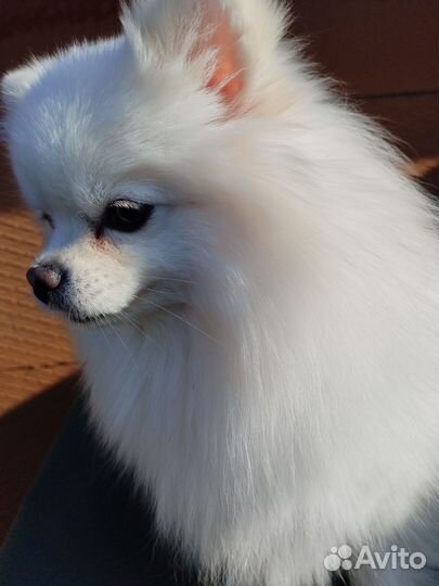 Померанский шпиц мини девочка