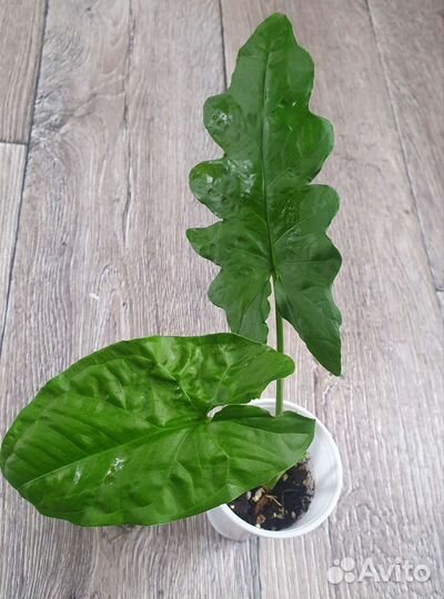 Сингониум Австралия