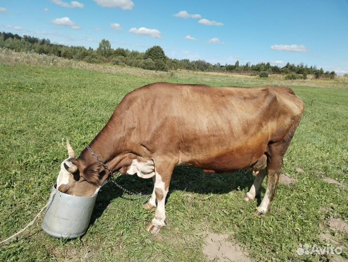Корова дойная