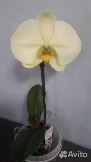 Орхидея фаленопсис