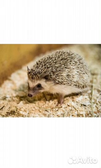 Африканский ёж и многое другое