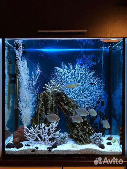 Обслуживание аквариумов