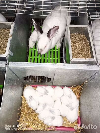 Кролики калифорнийской породы