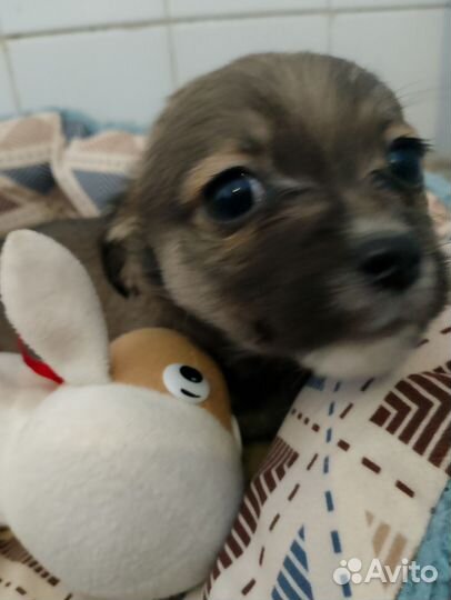 Пекинес в добрые руки