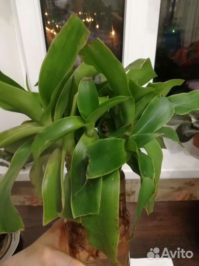 Золотой ус Каллизия душистая