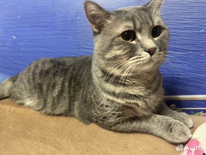 Шотландский кот на вязку