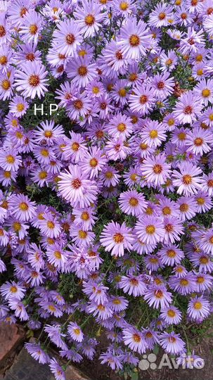 Сентябринки