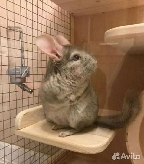Шиншиллы бежевые