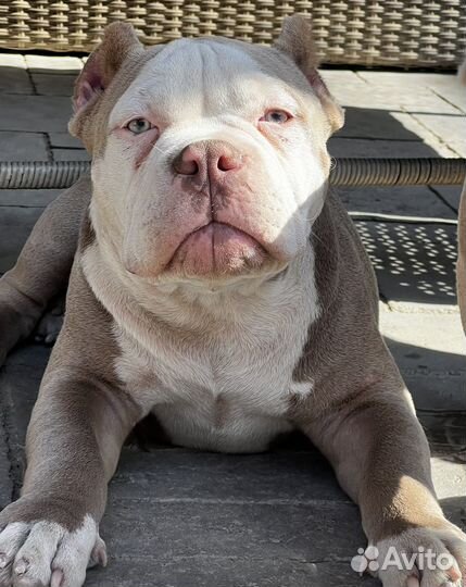 Американский булли