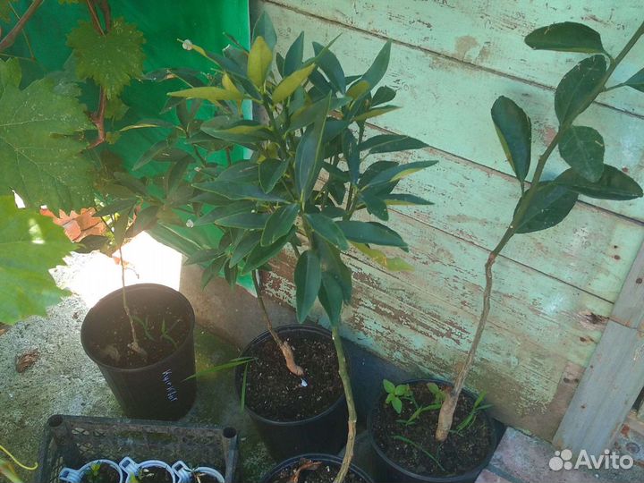 Саженцы кумкват