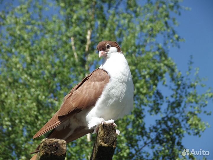Голуби разных пород