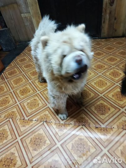 Собаки щенки