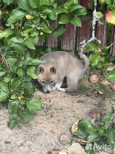 Щенок лайка западно-сибирская