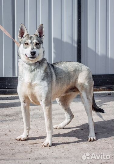 Метис хаски