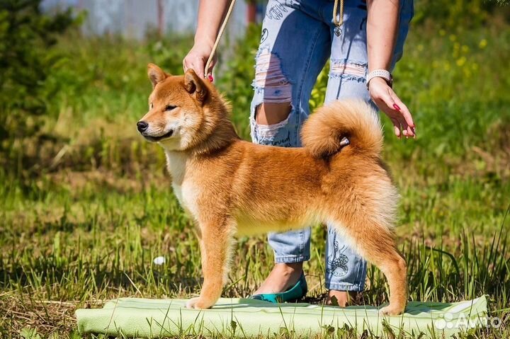 Щенки сиба ину