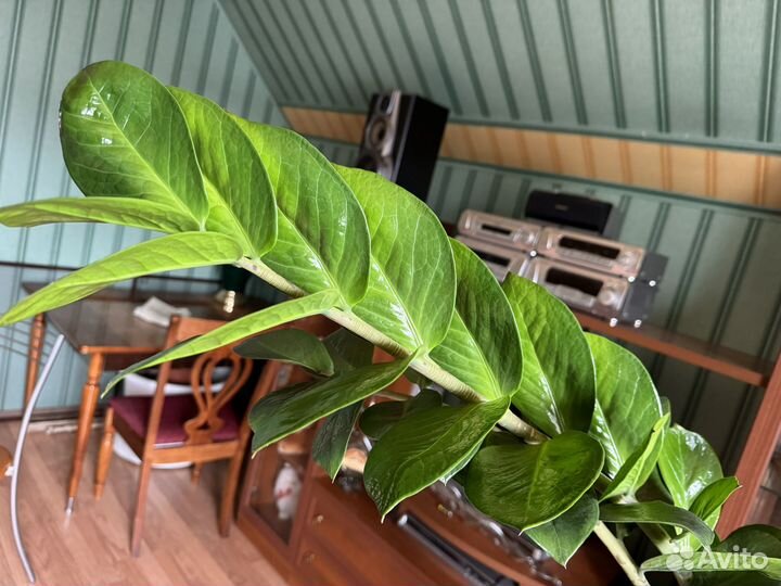 Замиокулькас