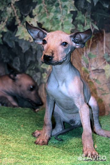 Ксолоитцкуинтли среднего размера